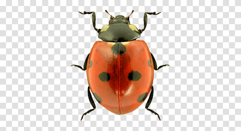 Ladybug, Insect, Invertebrate, Animal, Dung Beetle Transparent Png