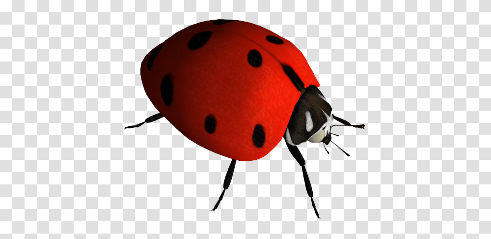 Ladybug, Insect, Invertebrate, Animal, Helmet Transparent Png