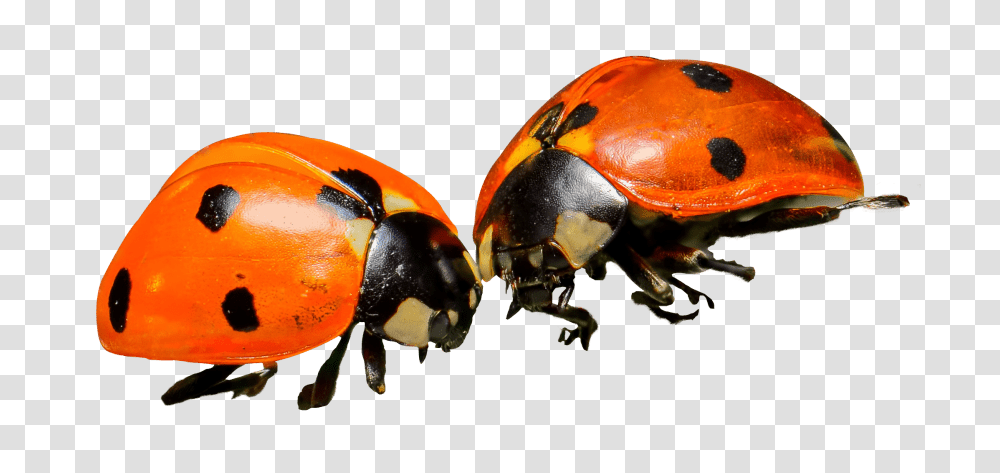 Ladybug, Insect, Invertebrate, Animal, Turtle Transparent Png