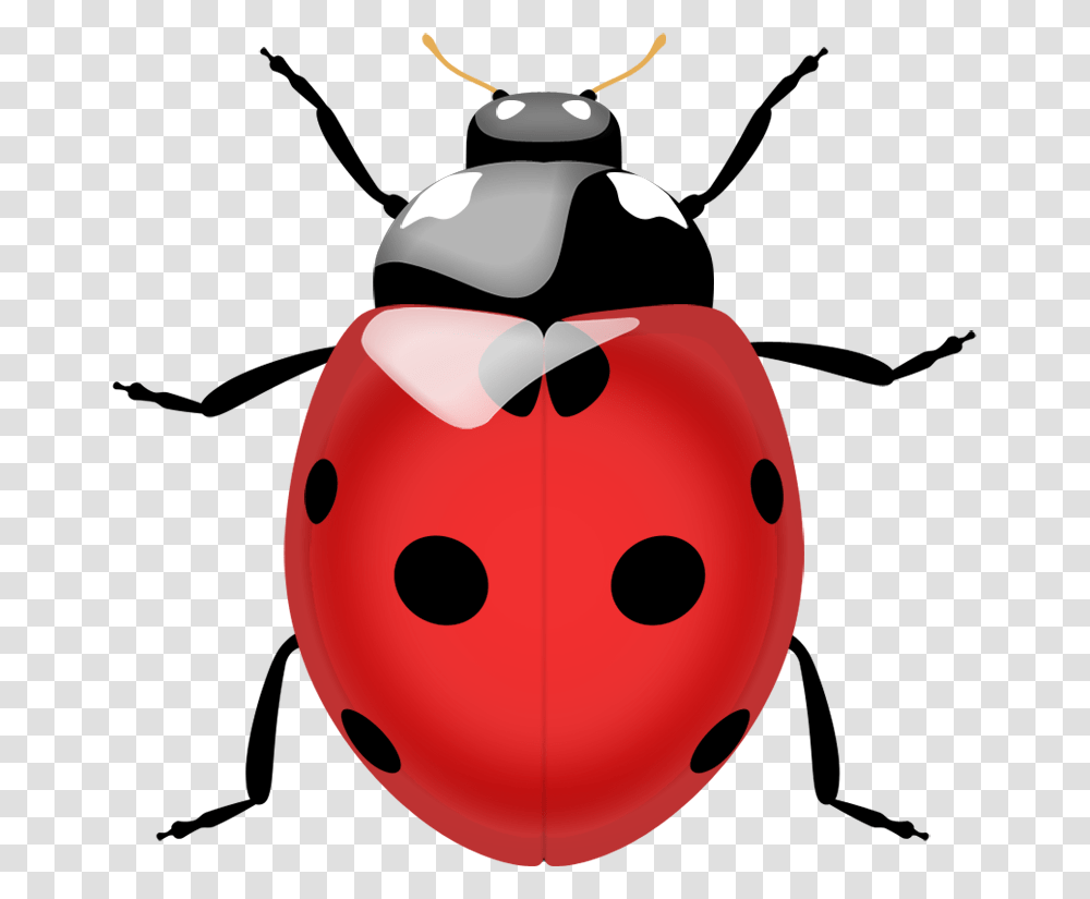 Ladybug, Insect, Outdoors, Nature, Snow Transparent Png