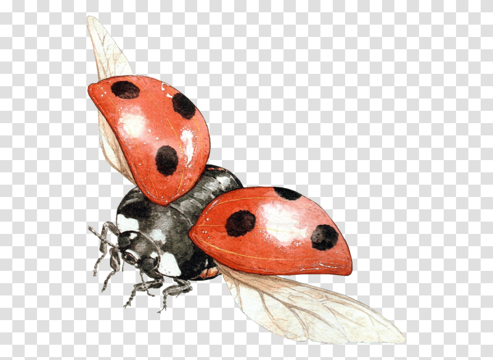 Ladybug, Insect, Person, Outdoors, Leisure Activities Transparent Png