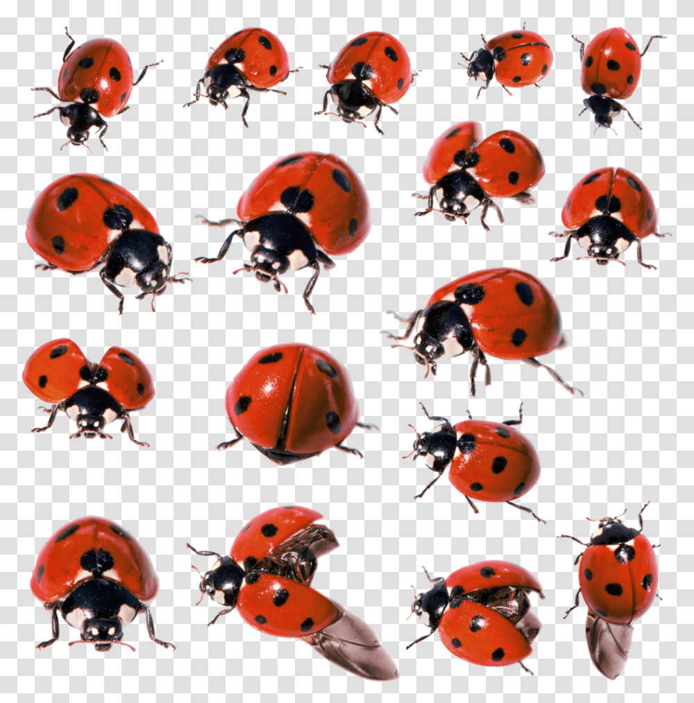 Ladybug Insect Pic Ladybugs, Animal, Sea Life, Skin, Bowl Transparent Png