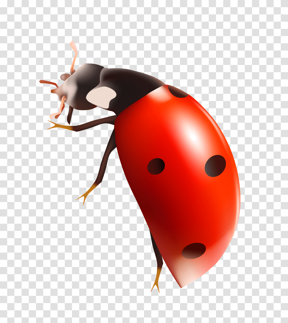 Ladybug, Insect, Wasp, Bee, Invertebrate Transparent Png