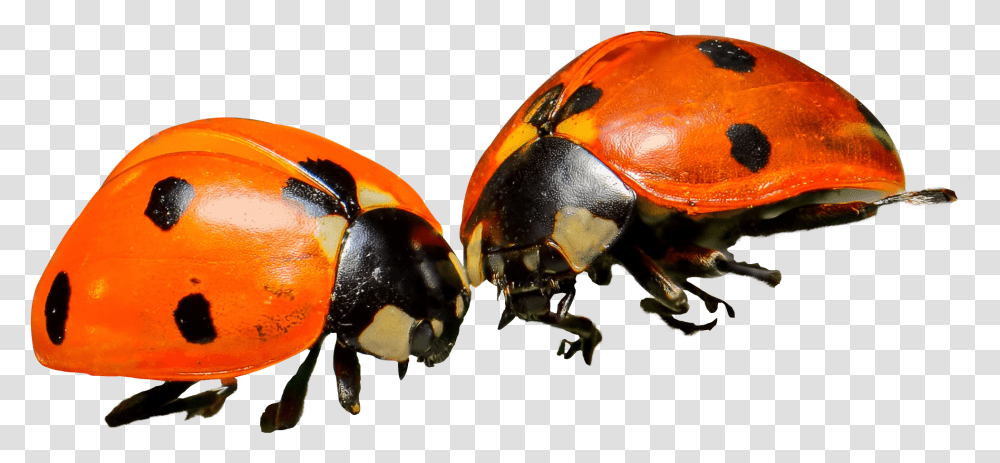 Ladybug Orange Ladybug, Insect, Invertebrate, Animal, Wasp Transparent Png
