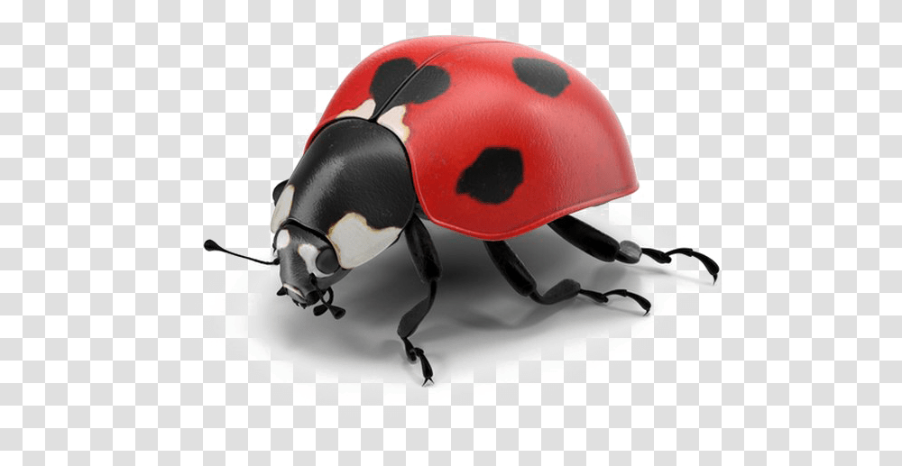 Ladybug Pic Real Ladybug, Insect, Invertebrate, Animal, Dung Beetle Transparent Png