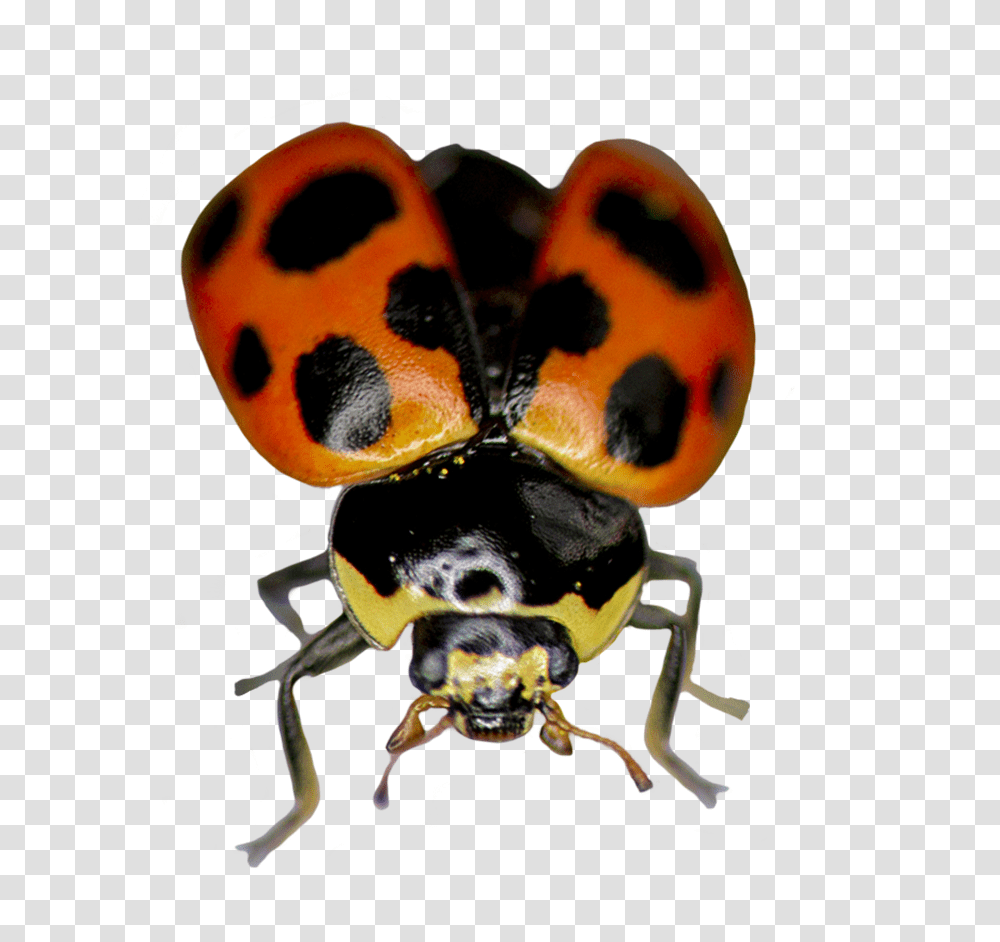 Ladybug Ready To Fly Ladybug, Invertebrate, Animal, Insect, Firefly Transparent Png