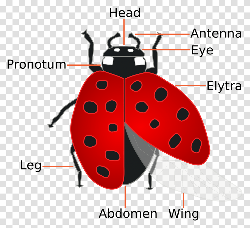 Ladybugs Parts Of A Ladybug, Insect, Invertebrate, Animal, Plant Transparent Png