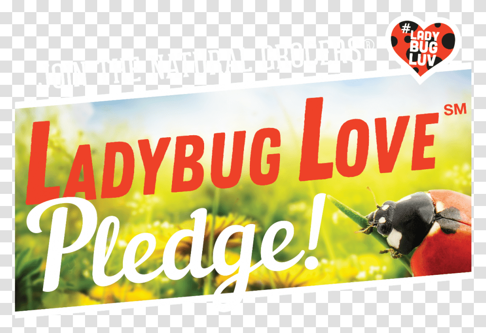 Ladybugs, Poster, Advertisement, Flyer, Paper Transparent Png