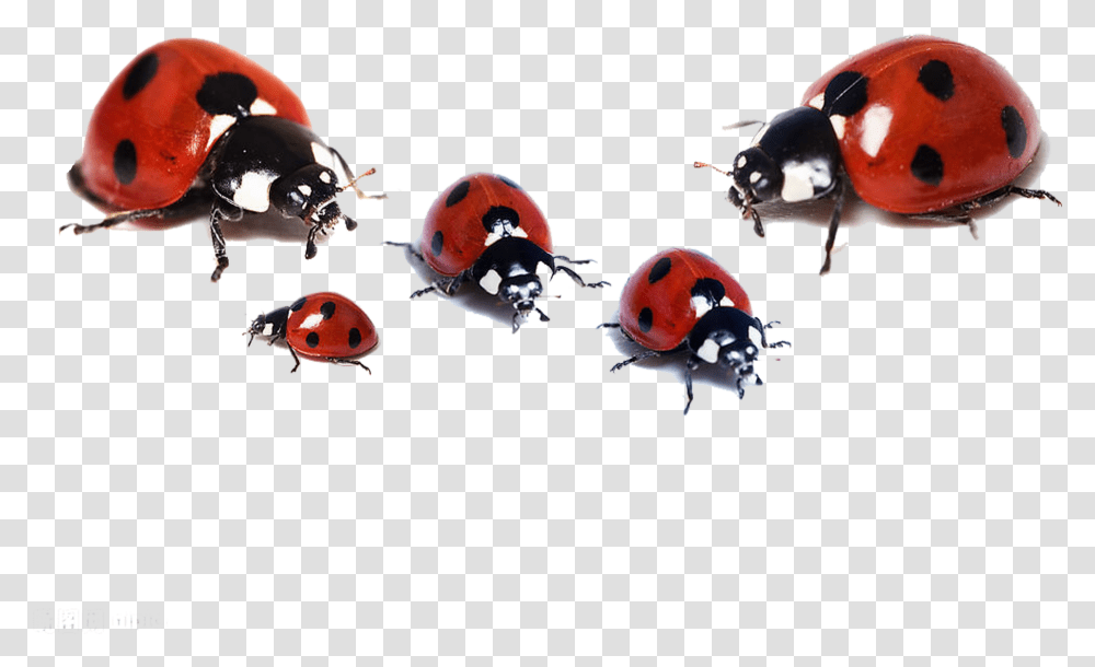 Ladybugs White Background Hd Wallpaper Download, Animal, Invertebrate, Fish, Insect Transparent Png