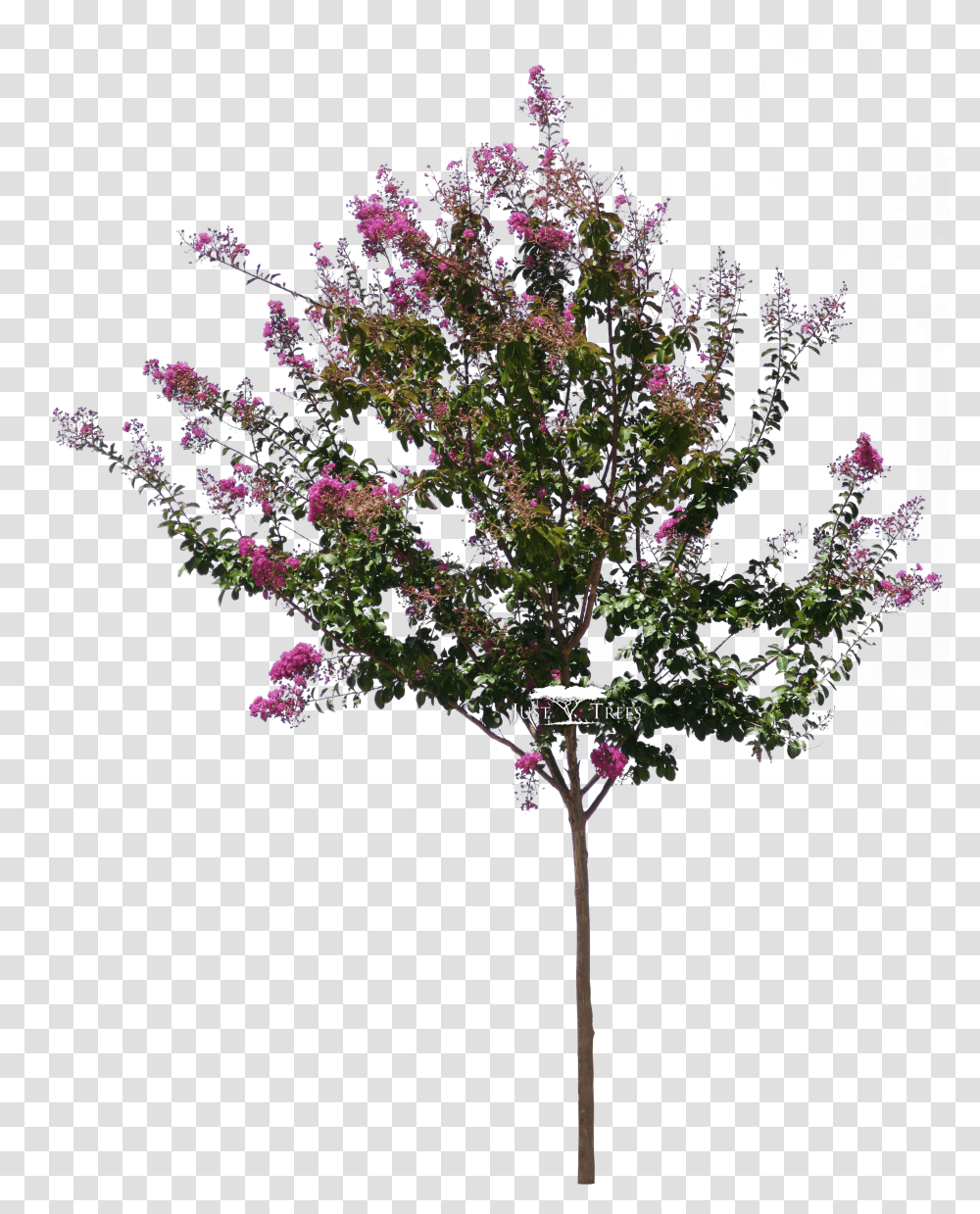Lagerstroemia Download Lagerstroemia Indica Tree Transparent Png