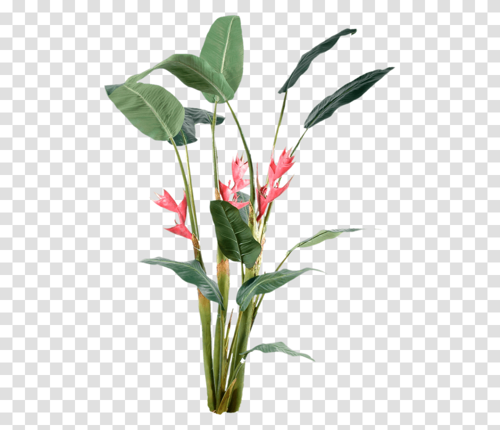 Lake Flowers, Plant, Blossom, Flower Arrangement, Vase Transparent Png