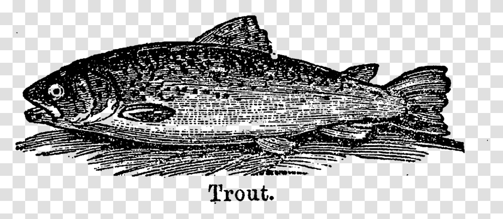 Lake Trout Clipart Billfish, Outer Space, Astronomy, Nature, Outdoors Transparent Png