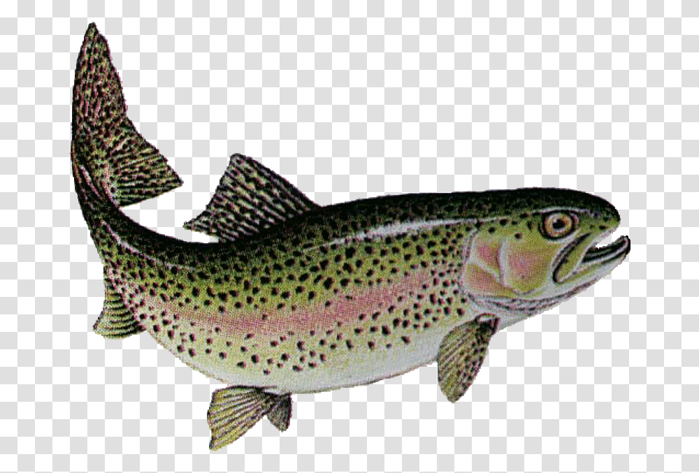 Lake Trout Free Library Trout Fish In India, Animal, Cod, Outdoors, Pike Transparent Png