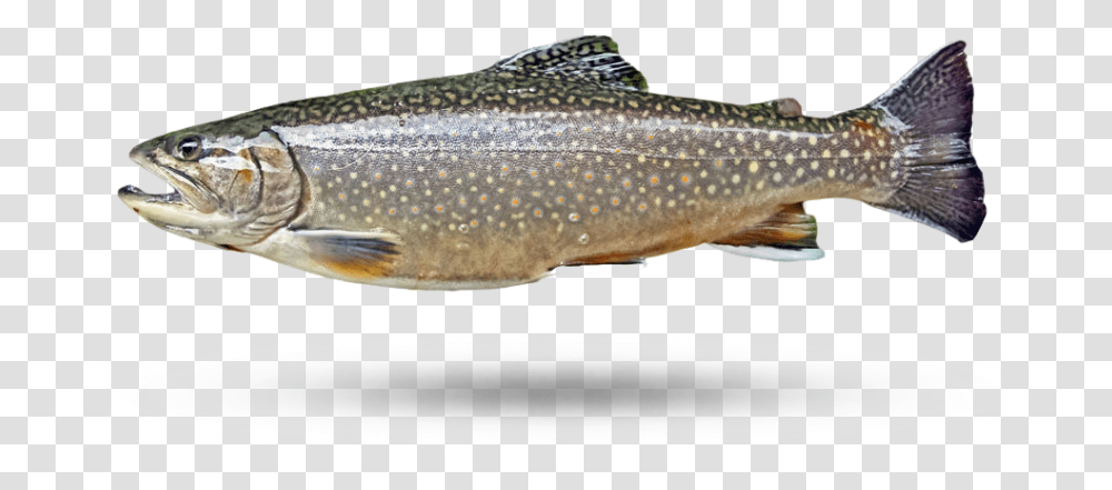 Lake Trout Truite Omble De Fontaine, Fish, Animal, Sea Life, Pike Transparent Png