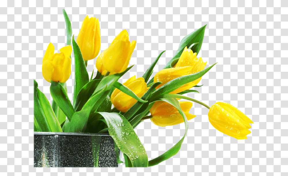 Lale Tulips Tulipn Laleler, Plant, Flower, Blossom, Flower Arrangement Transparent Png