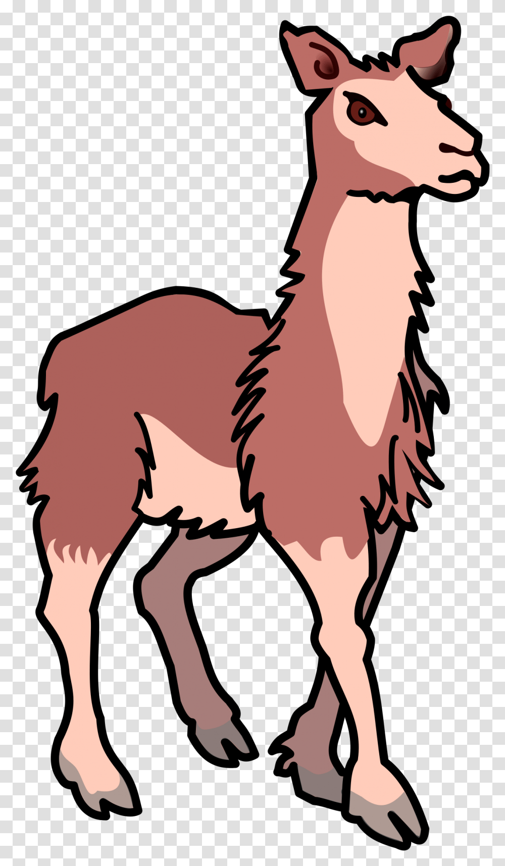 Lama Llama Clipart Background, Mammal, Animal, Person, Human Transparent Png