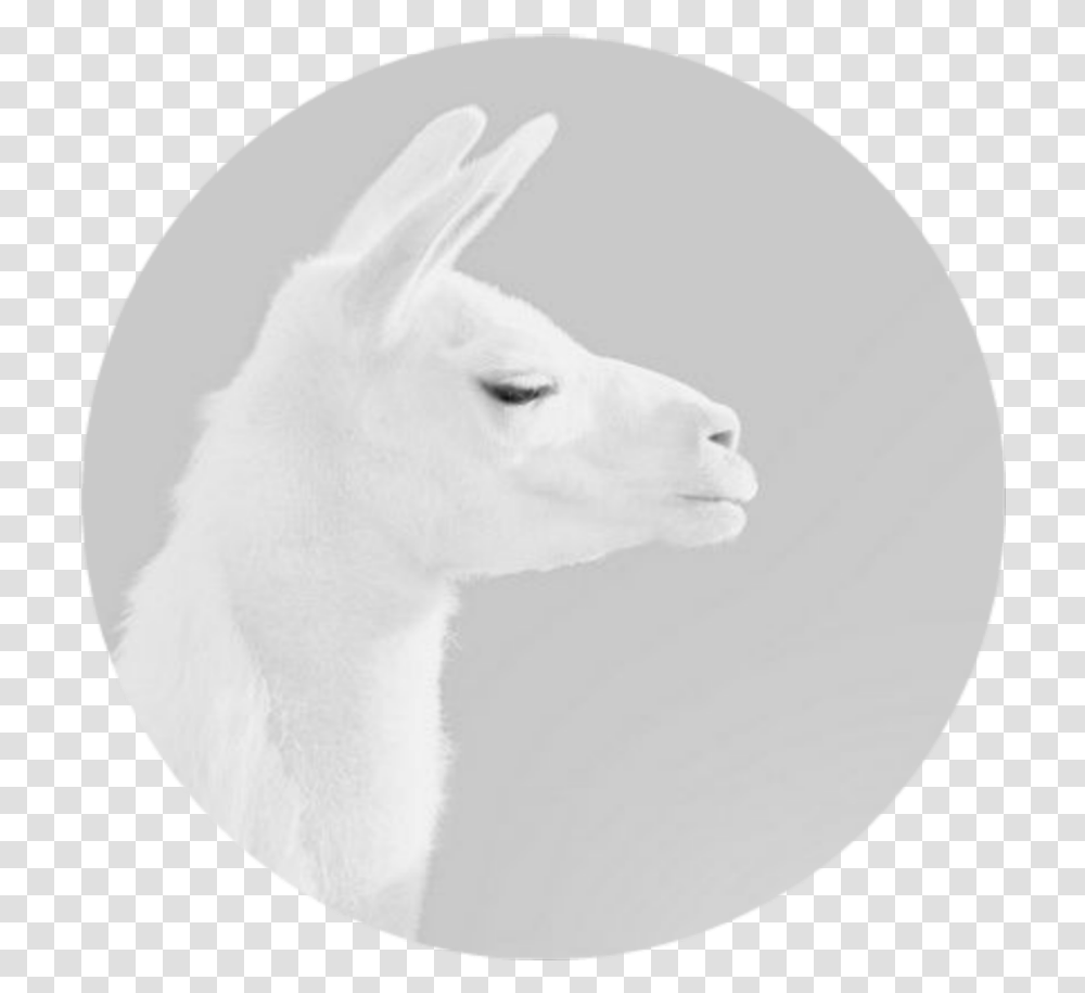 Lama Llama, Mammal, Animal, Alpaca Transparent Png