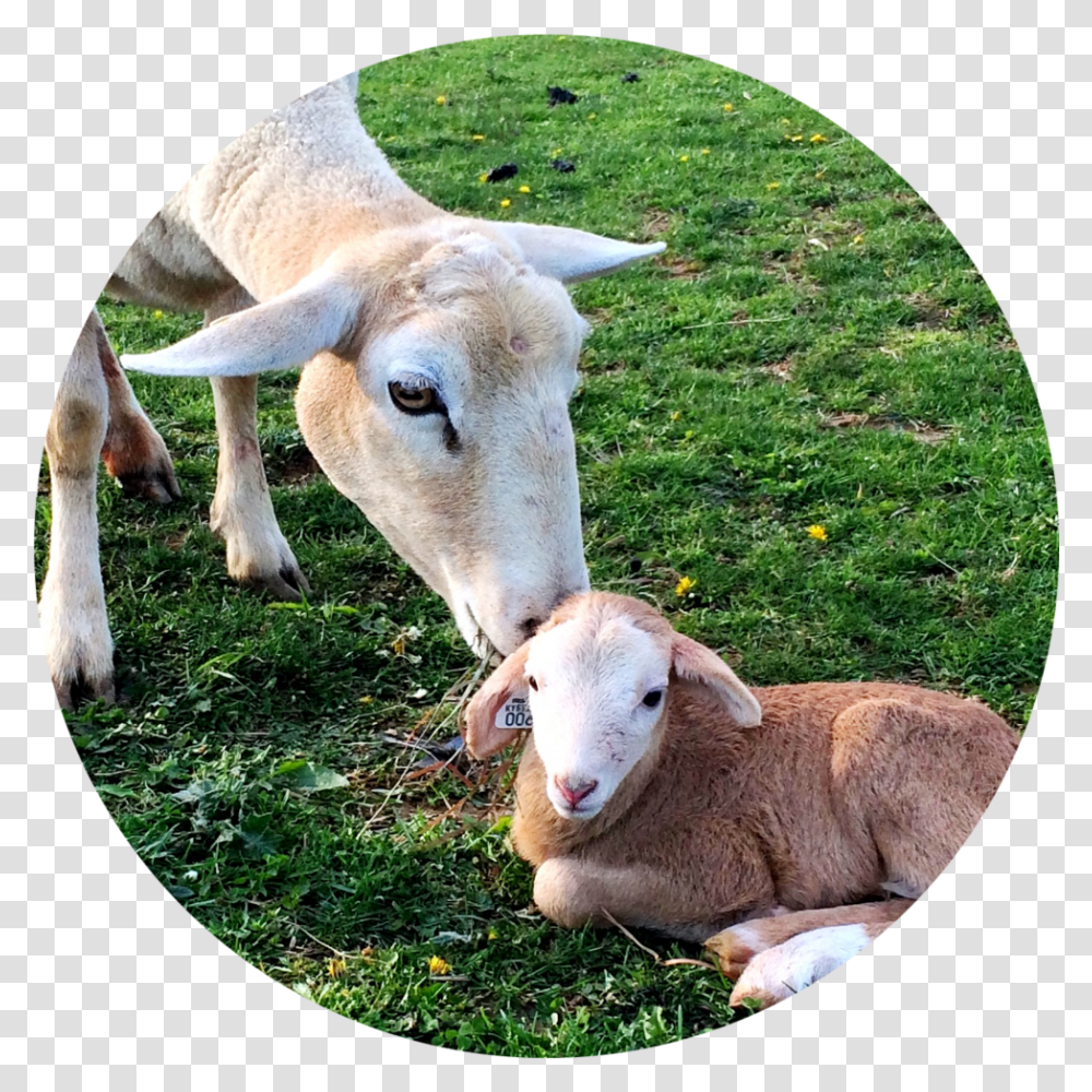 Lamb Circle Sheep, Goat, Mammal, Animal, Antelope Transparent Png