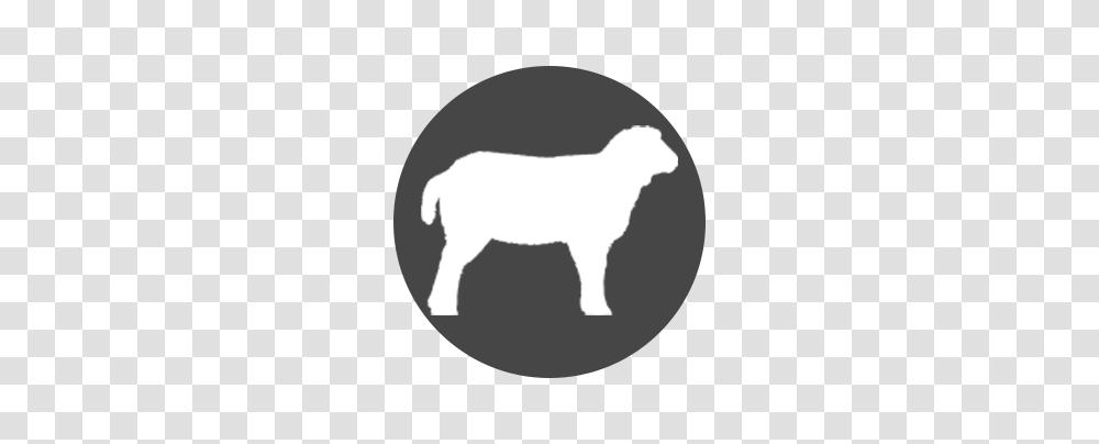 Lamb, Mammal, Animal, Bull, Horse Transparent Png