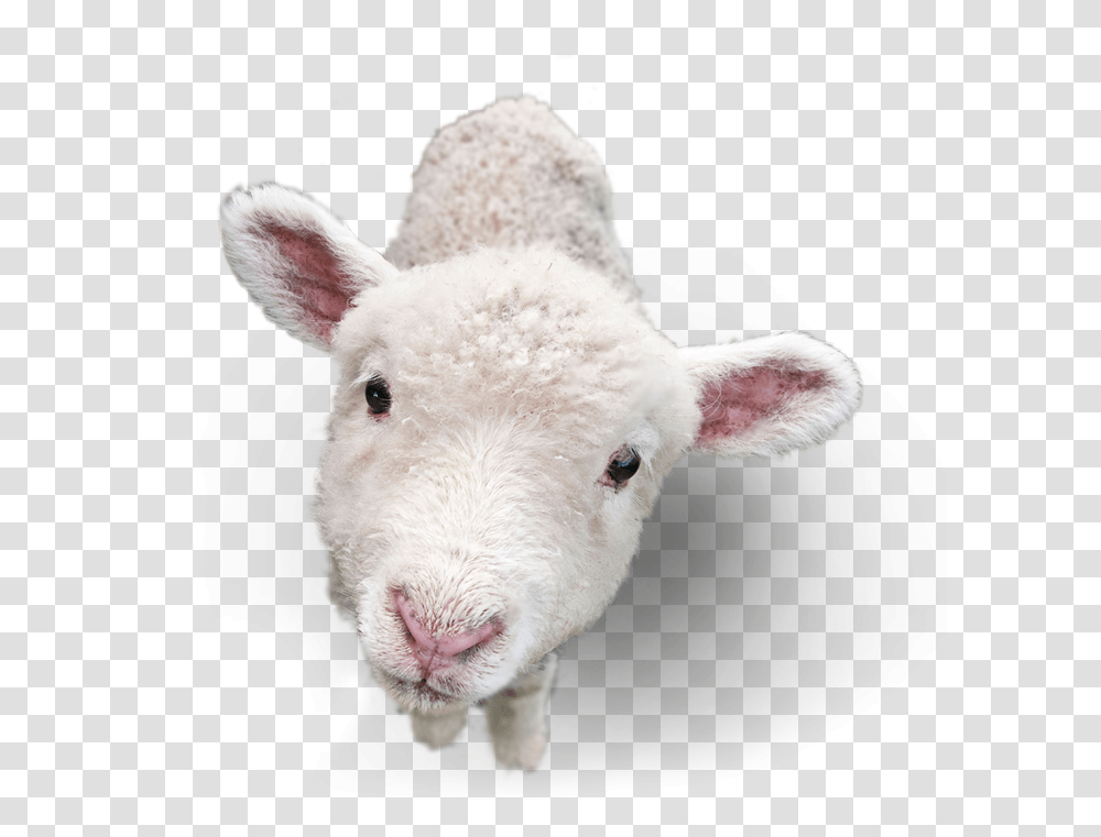 Lamb Picture Lamb, Mammal, Animal, Sheep, Cow Transparent Png