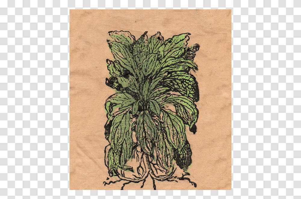 Lambs Ear Patch Sketch, Pineapple, Plant, Embroidery, Pattern Transparent Png