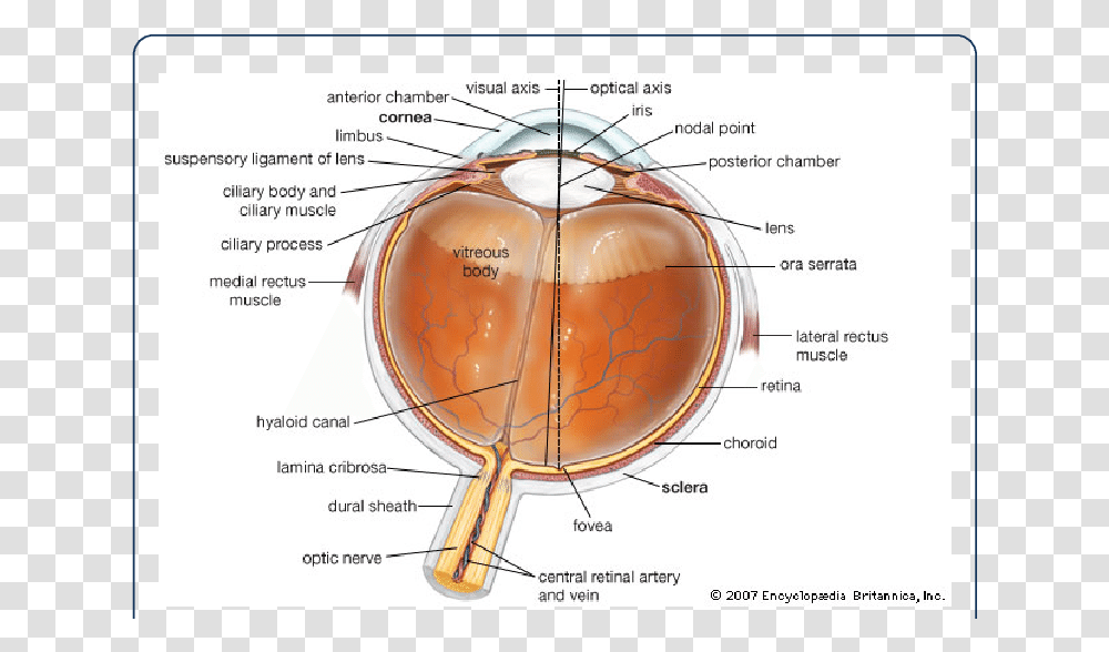 Lamina Cribrosa Eye, Plot, Diagram, Sphere Transparent Png