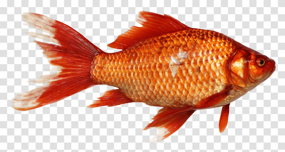 Laminated Poster Fish Background Goldfish Orange Carp Print 24 X 36 Background Fish Gif, Animal Transparent Png