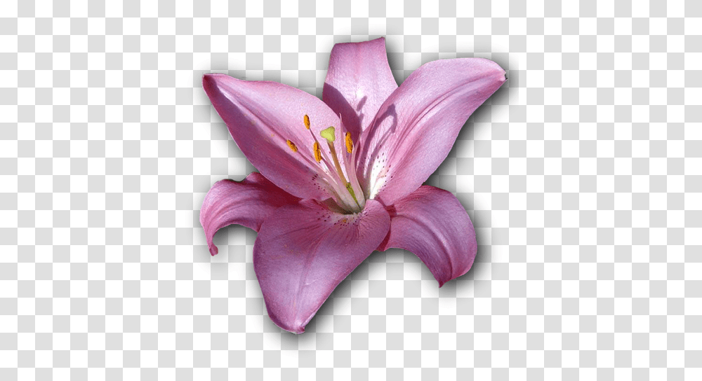 Laminated Poster Flower Violet Isolated Lily Print 24 X 36 Purple Lily Flower, Plant, Blossom, Pollen, Amaryllis Transparent Png