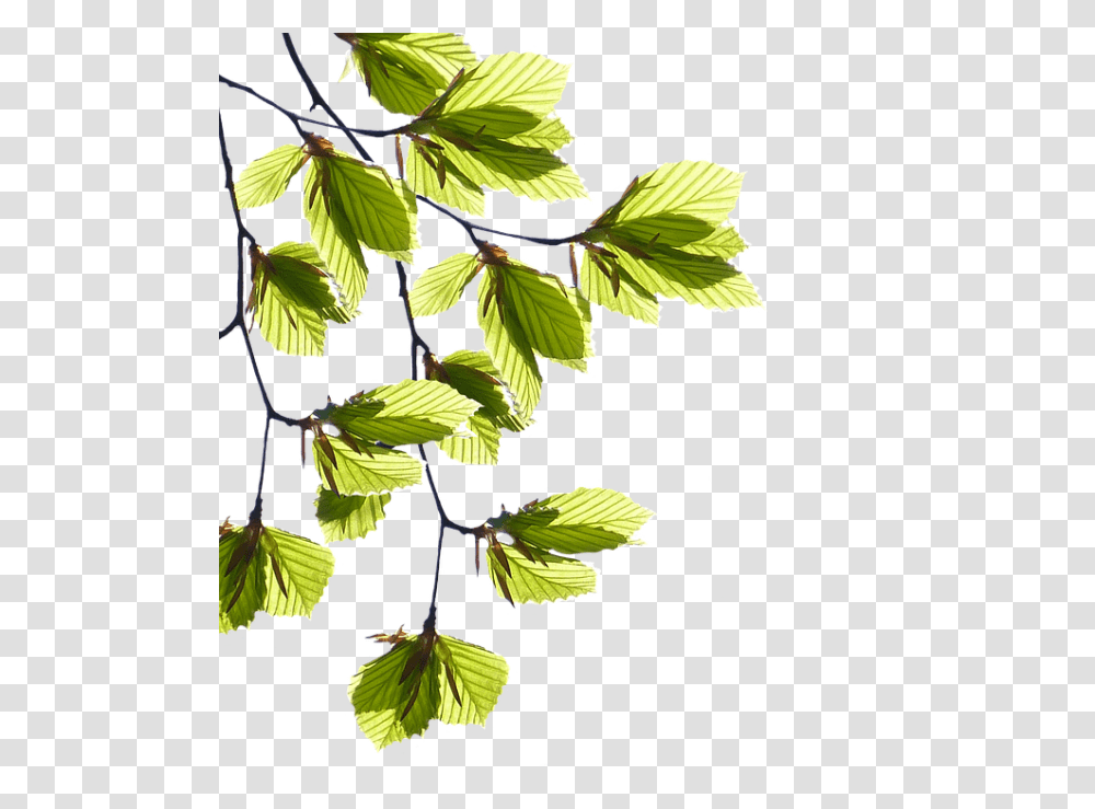 Laminated Poster Green Leaf Branches Tree Leaves Spring Print 11 X 17 Ramo De Folhas, Plant, Potted Plant, Vase, Jar Transparent Png