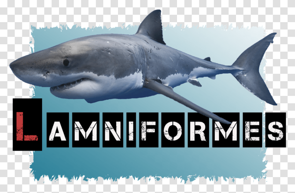 Lamniformes Avatar Great White Shark, Sea Life, Fish, Animal Transparent Png