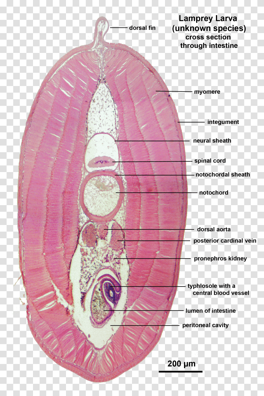 Lamprey Larva X Sect Intestine Labelled Lamprey Anatomy Cross Section Transparent Png