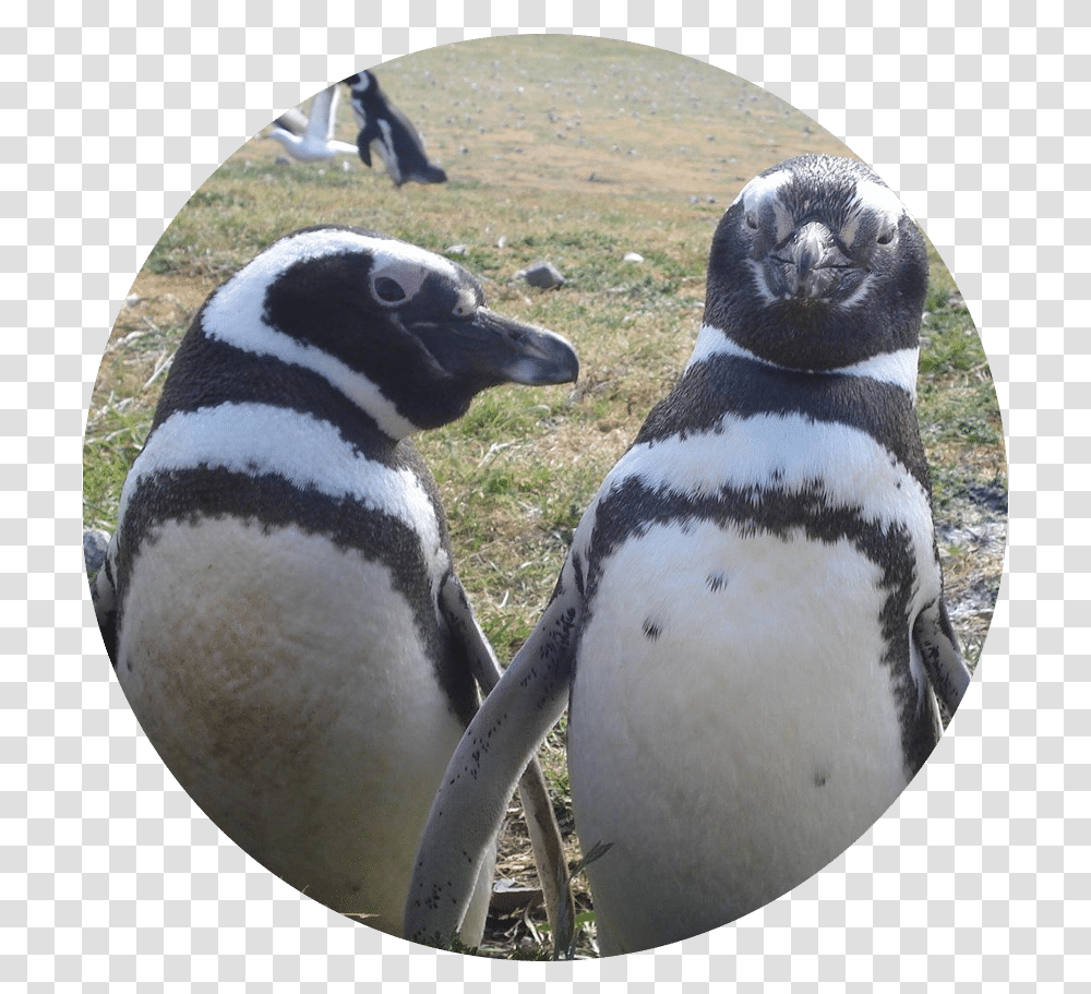 Lana Labs Penguins Gmbh - Sustainability African Penguin, Bird, Animal, King Penguin Transparent Png