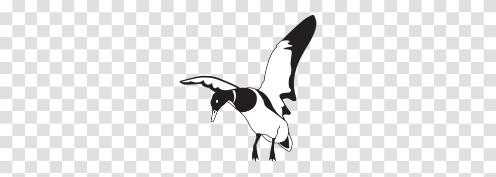 Landing Images Icon Cliparts, Flying, Bird, Animal, Magpie Transparent Png