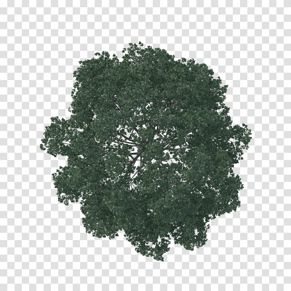 Landscape And Vectors For Free Tree Plan Silhouette, Plant, Oak, Sycamore, Maple Transparent Png