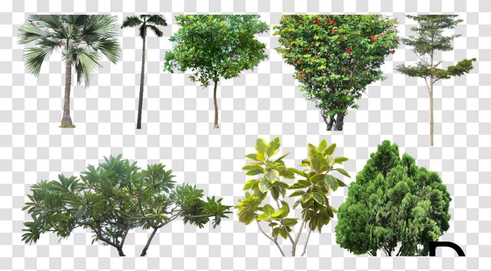 Landscape Architecture Trees, Plant, Vegetation, Outdoors, Nature Transparent Png