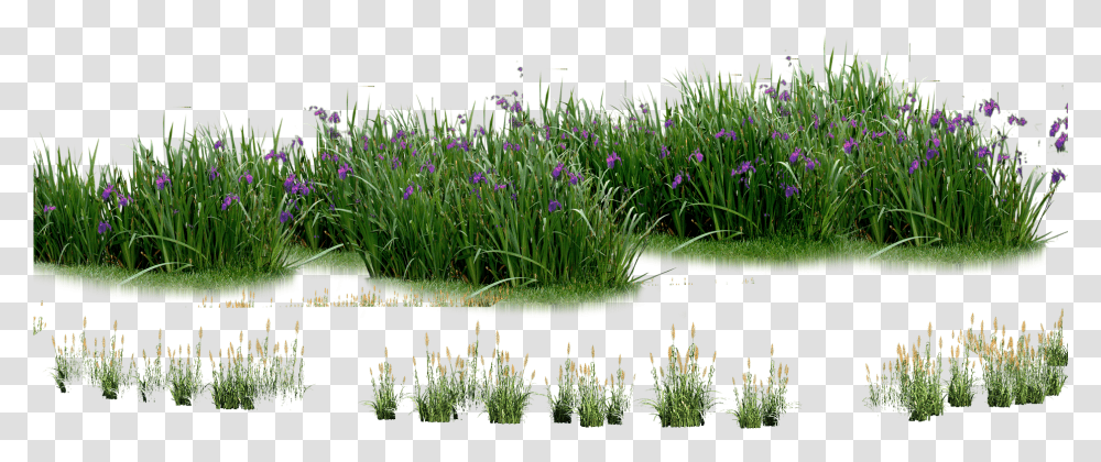 Landscape Flowers Plants And Flowers In, Iris, Blossom, Grass, Agapanthus Transparent Png