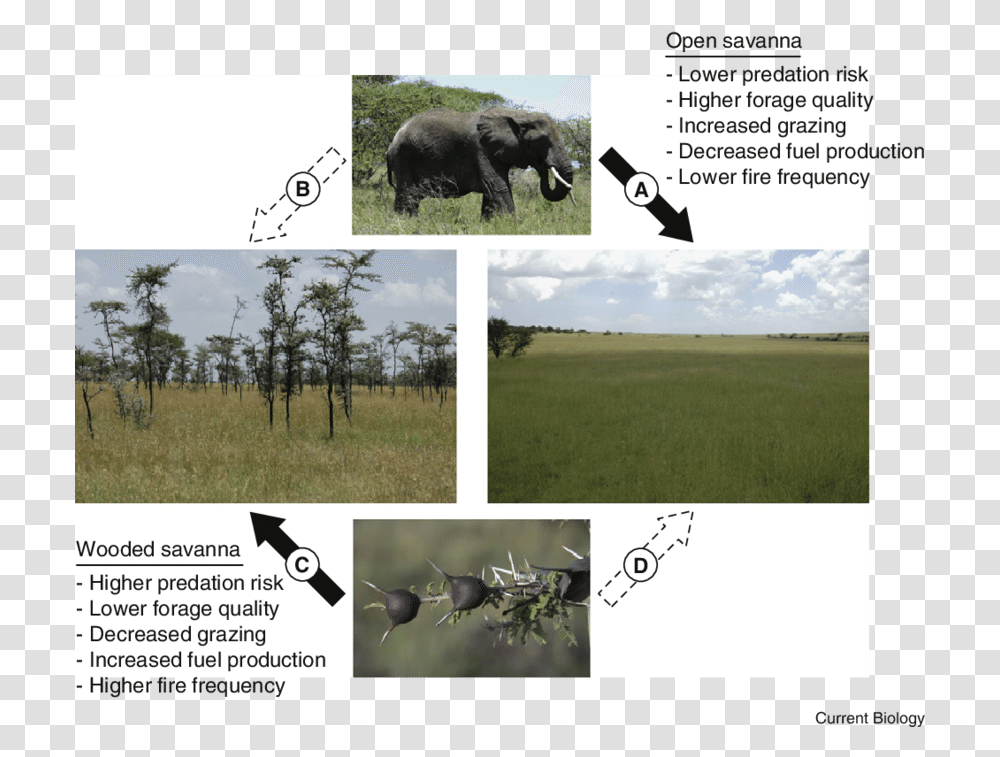 Landscape Implications Of An Ant Acacia Mutualism In African Symbiotic Relationship In Savanna, Bear, Wildlife, Mammal, Animal Transparent Png