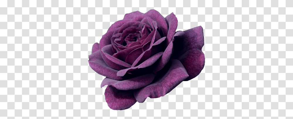 Landscape Nature Purple Rose Rose Twice In A Blue Moon, Flower, Plant, Blossom, Petal Transparent Png