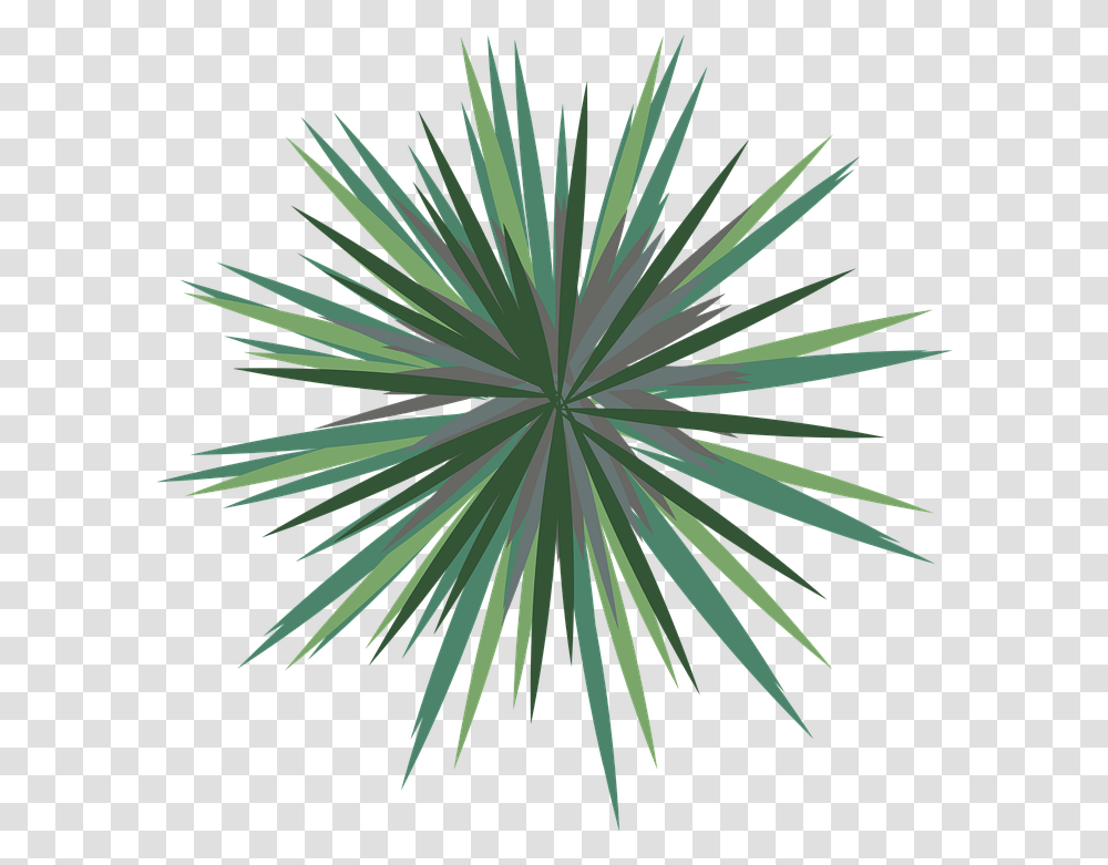 Landscape Palm Tree Plan Free Vector Graphic On Pixabay Palm Tree Plan, Nature, Outdoors, Plant, Vegetation Transparent Png