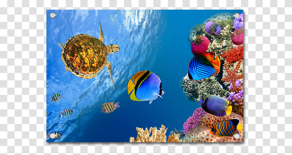 Landscape Underwater 4k, Fish, Animal, Turtle, Reptile Transparent Png