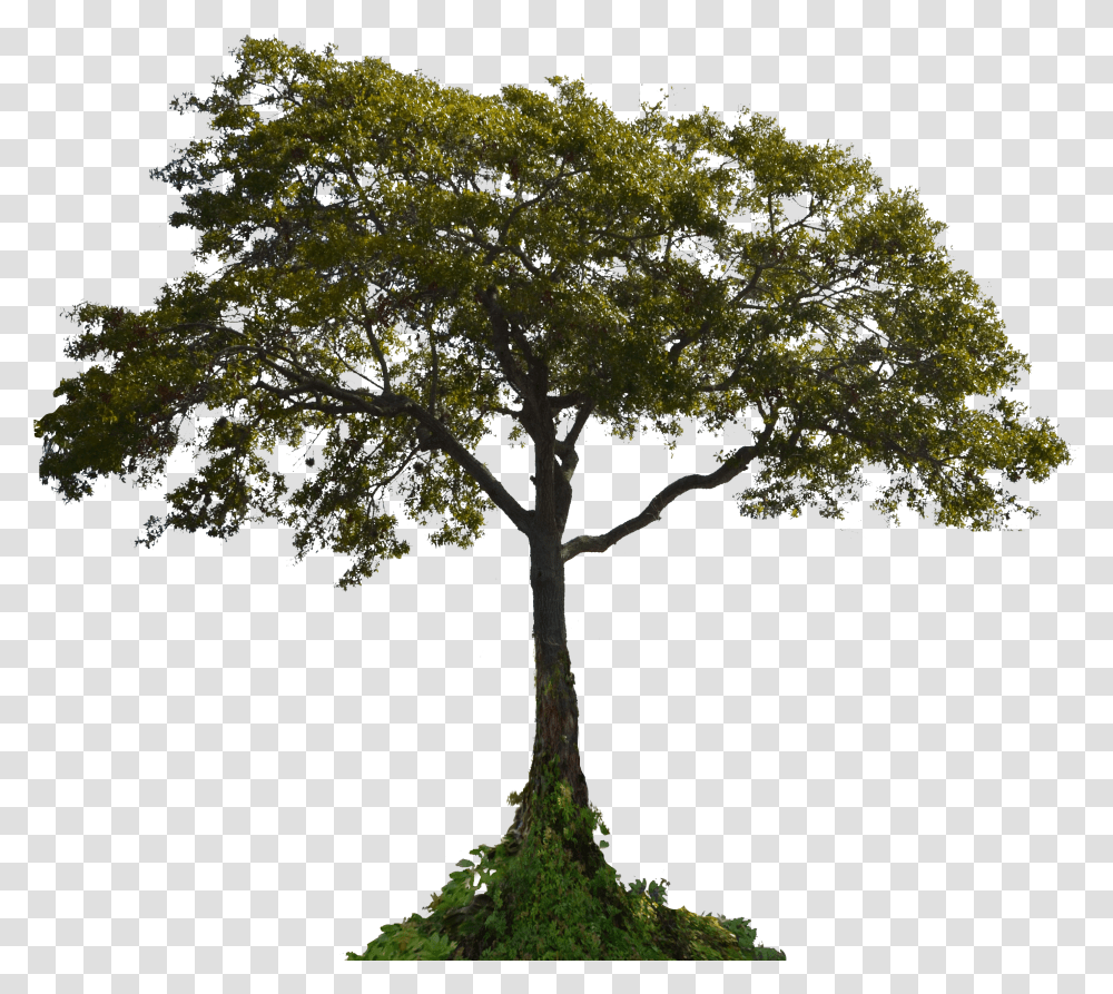 Landscaping Clipart Tree Tree With Root Transparent Png
