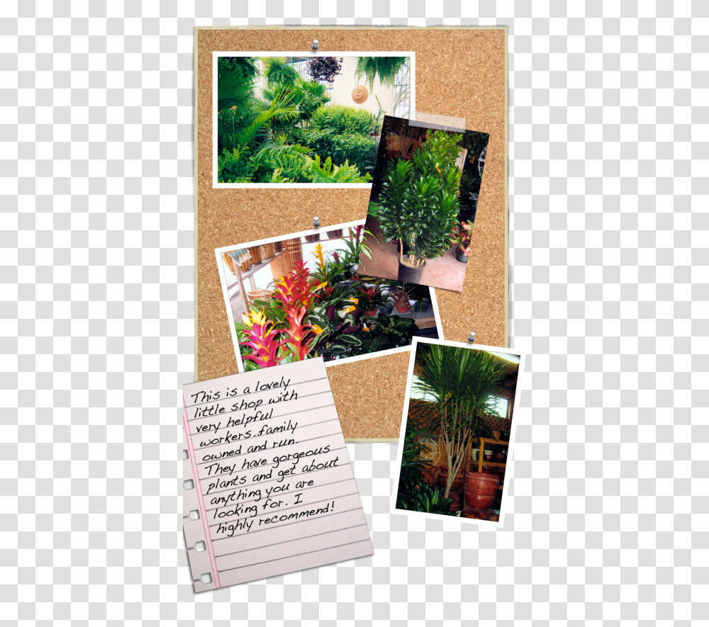 Landscaping Plants Floral Design, Outdoors, Poster, Advertisement Transparent Png