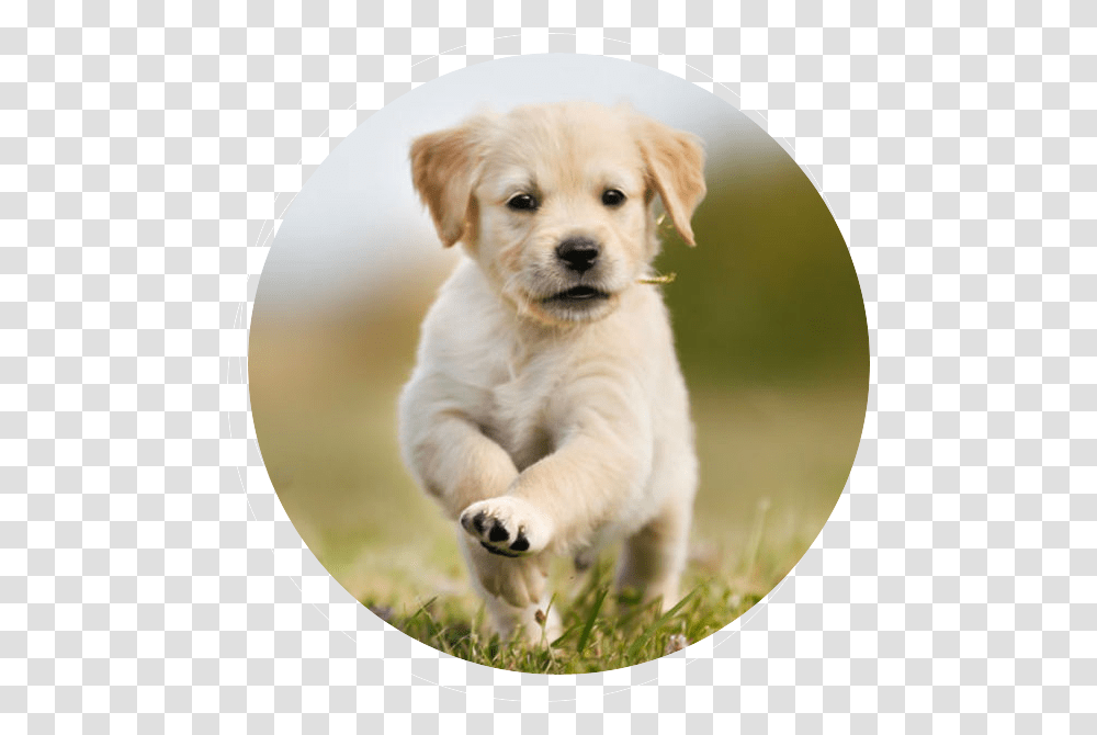 Lap Dog Puppies, Puppy, Pet, Canine, Animal Transparent Png