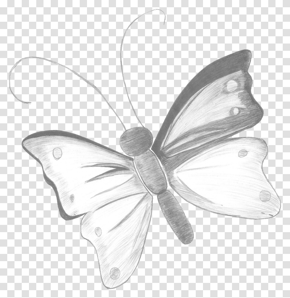 Lapiz Brush Footed Butterfly, Moth, Insect, Invertebrate, Animal Transparent Png