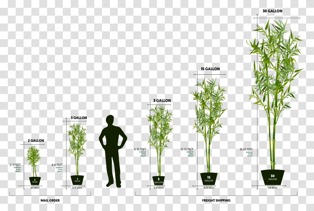 Large Bamboo, Plant, Vase, Jar, Pottery Transparent Png