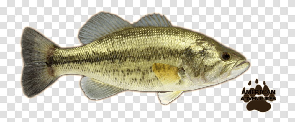 Large Bass, Fish, Animal, Perch Transparent Png