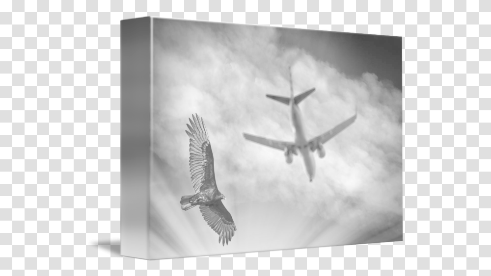 Large Bird Flying With Plane By Eric And Paula Rucket Aircraft, Animal, Airplane, Vehicle, Transportation Transparent Png
