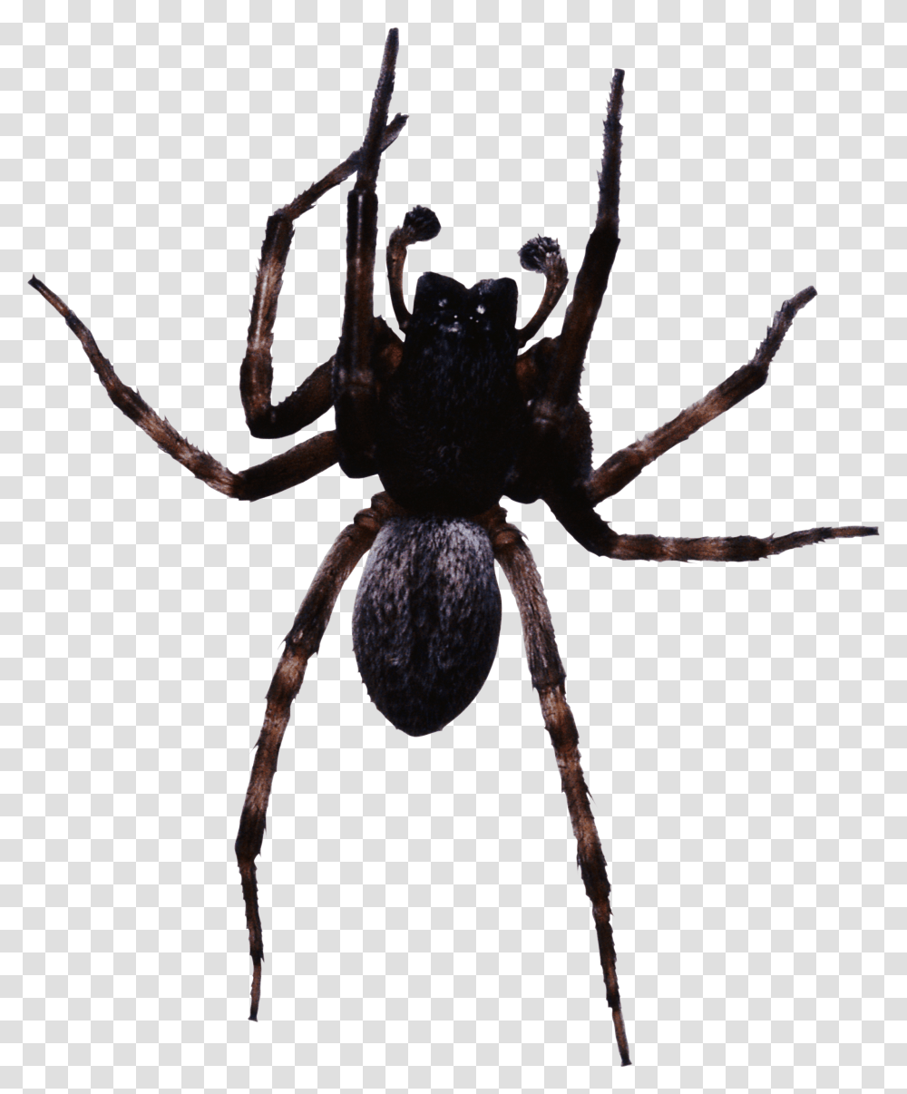 Large Black Spider Spider, Invertebrate, Animal, Arachnid, Insect Transparent Png