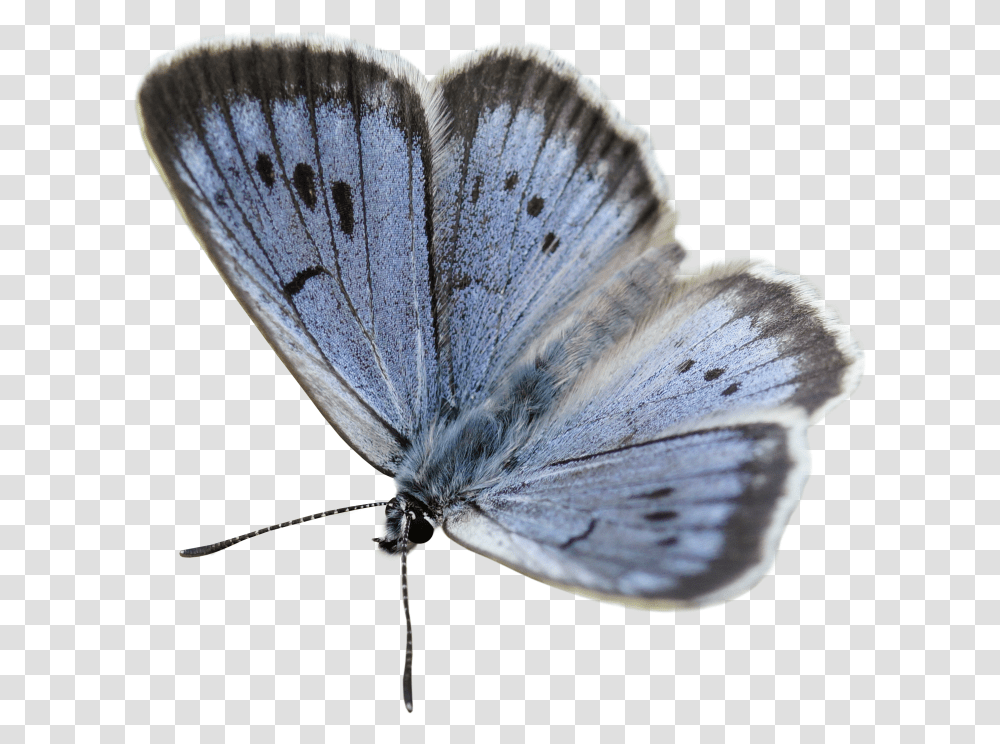 Large Blue, Insect, Invertebrate, Animal, Butterfly Transparent Png