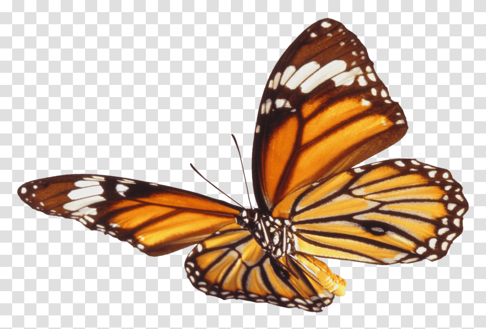 Large Butterfly Picture, Insect, Invertebrate, Animal, Monarch Transparent Png